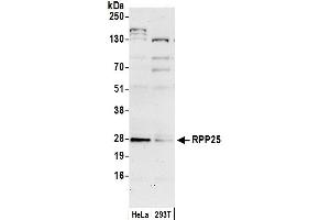 Western Blotting (WB) image for anti-Ribonuclease P/MRP 25kDa Subunit (RPP25) (AA 149-199) antibody (ABIN7450683)