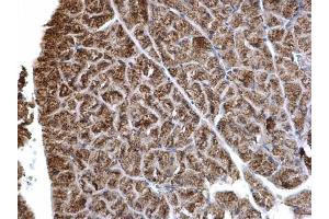 IHC-P Image HADH antibody detects HADH protein at mitochondria on mouse liver by immunohistochemical analysis.