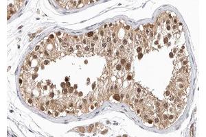 ABIN6266971 at 1/100 staining human testis tissue sections by IHC-P.