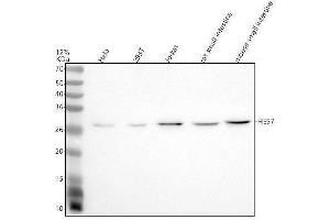 Western blot analysis of HES7 using anti-HES7 antibody (ABIN7825440).
