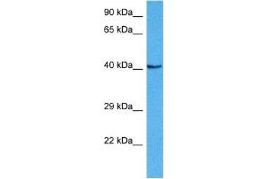 Host:  Mouse  Target Name:  NKX6-1  Sample Tissue:  Mouse Liver  Antibody Dilution:  1ug/ml (NKX6-1 anticorps  (N-Term))