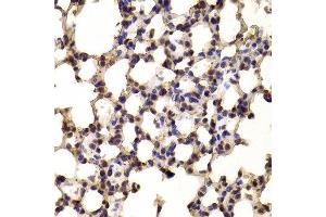 Immunohistochemistry of paraffin-embedded Mouse lung using BHLHE40 antibody at dilution of 1:100 (x400 lens). (BHLHE40 anticorps)