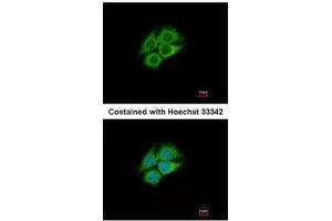 ICC/IF Image Immunofluorescence analysis of methanol-fixed Hep G2, using PANK1, antibody at 1:500 dilution. (PANK1 anticorps)