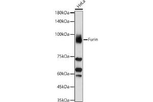 Western blot analysis of extracts of HeLa cells, using Furin antibody (ABIN6127933, ABIN6140815, ABIN6140817 and ABIN6223322) at 1:1000 dilution. (FURIN anticorps  (AA 120-370))
