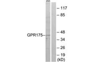 Western blot analysis of extracts from 293 cells, using GPR175 Antibody. (GPR175 anticorps  (AA 198-247))