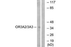 Western blot analysis of extracts from MCF-7 cells, using OR3A2/3 Antibody. (OR3A2/3 anticorps  (AA 65-114))