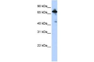 Western Blotting (WB) image for anti-Solute Carrier Family 9 (Sodium/hydrogen Exchanger), Member 8 (SLC9A8) antibody (ABIN2458795) (NHE8 anticorps)