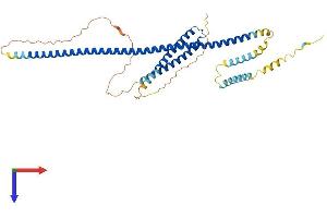 AlphaFold protein structure predicition of Human Recombinant TEX28 Protein, UniprotID O15482