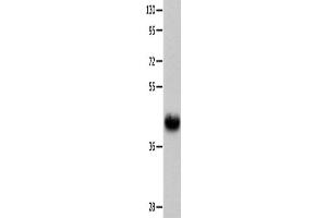 Western Blotting (WB) image for anti-Urotensin 2 Receptor (UTS2R) antibody (ABIN2426016) (UTS2R anticorps)