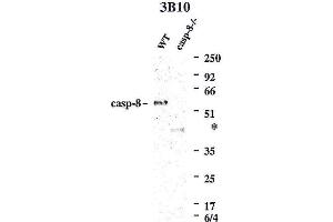 Western blot using anti-Caspase-8 (mouse), mAb (3B10)  detecting endogenous caspase-8 in MEFs from WT mice, but not in MEFs from caspase-8-/- mice.