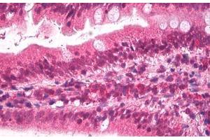 Anti-Apolipoprotein B antibody IHC staining of human small intestine. (APOB anticorps  (AA 3984-3995))