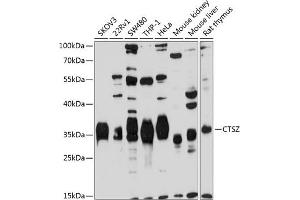 Western blot analysis of extracts of various cell lines, using CTSZ antibody (ABIN3016448, ABIN3016449, ABIN3016450 and ABIN6219750) at 1:1000 dilution. (Cathepsin Z anticorps  (AA 1-303))