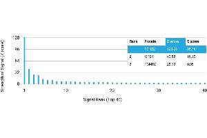 Protein Array (PAr) image for anti-Teashirt Zinc Finger Homeobox 2 (tshz2) antibody (ABIN7455966)