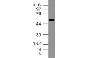 Image no. 1 for anti-Interferon Activated Gene 202B (Ifi202b) (AA 200-430) antibody (ABIN5027289) (Ifi202b anticorps  (AA 200-430))