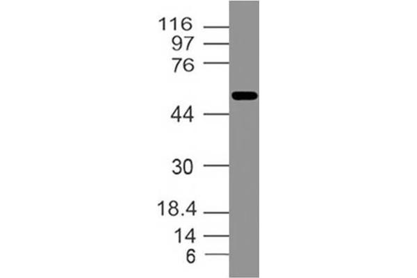 Ifi202b antibody  (AA 200-430)
