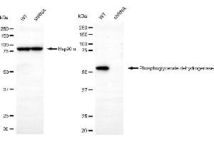 Western blotting analysis using phosphoglycerate dehydrogenase antibody (ABIN7799808). (PHGDH anticorps)