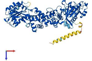 AlphaFold protein structure predicition of Human Recombinant RHOT1 Protein, UniprotID Q8IXI2