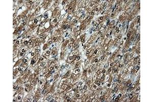 Image no. 13 for anti-Amyloid beta (A4) Precursor Protein (APP) antibody (ABIN1496877) (APP anticorps)