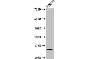 Western Blot Positive WB detected in: HEK293 whole cell lysate All lanes: SNRPD1 antibody at 2. (SNRPD1 anticorps  (AA 1-119))
