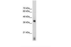 Image no. 3 for anti-Eukaryotic Translation Initiation Factor 2 Subunit 1 (EIF2S1) (C-Term) antibody (ABIN203305)