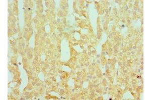 Immunohistochemistry of paraffin-embedded human adrenal gland tissue using ABIN7166367 at dilution of 1:100