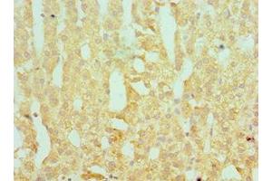 Immunohistochemistry of paraffin-embedded human adrenal gland tissue using ABIN7166367 at dilution of 1:100 (SERPINA1 anticorps  (AA 165-444))