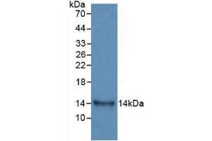 Western blot analysis of recombinant Human IL33. (IL-33 anticorps  (AA 112-270))