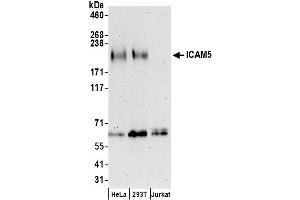 anti-Intercellular Adhesion Molecule 5 (ICAM5) (AA 874-924) antibody