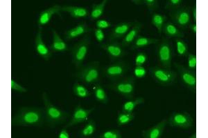Immunofluorescence analysis of A549 cells using APTX antibody. (Aprataxin anticorps  (AA 93-342))
