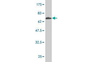 Western Blot detection against Immunogen (66.