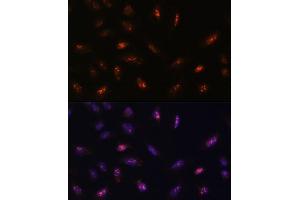 Immunofluorescence analysis of U-2 OS cells using LLPH antibody (ABIN7268290) at dilution of 1:100.