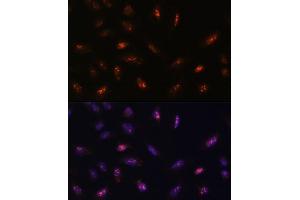 Immunofluorescence analysis of U-2 OS cells using LLPH antibody (ABIN7268290) at dilution of 1:100. (LLPH anticorps  (AA 1-129))