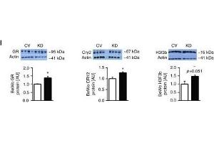 MiR-340 exerts its effects through targeting of GR, Cry2, and H3f3b. (Histone H3.3B anticorps  (full length))