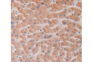 Used in DAB staining on fromalin fixed paraffin- embedded liver tissue (CD39 anticorps  (AA 241-486))