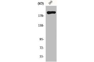 Western Blot analysis of 293 cells using MYH14 Polyclonal Antibody (Myosin anticorps  (Internal Region))