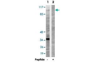 Western blot analysis of extracts from 293 cells, using KIF20A polyclonal antibody . (KIF20A anticorps)