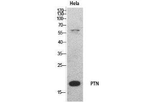 Western Blot (WB) analysis of HeLa cells using PTN Polyclonal Antibody. (Pleiotrophin anticorps  (Internal Region))