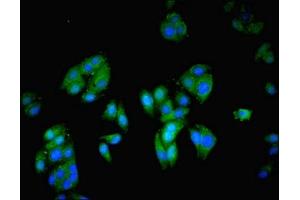 Immunofluorescent analysis of HepG2 cells using ABIN7149353 at dilution of 1:100 and Alexa Fluor 488-congugated AffiniPure Goat Anti-Rabbit IgG(H+L)