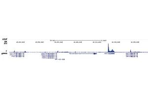 Chromatin Immunoprecipitation on Pol II S5p antibody Chromatin Immunoprecipitation was performed on sheared chromatin from 1 million HeLaS3 cells using 1 μg of Pol II S5p antibody. (POLR2A/RPB1 anticorps  (pSer5))