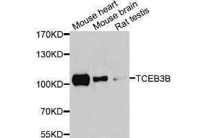 Western blot analysis of extracts of various cell lines, using TCEB3B antibody. (TCEB3B anticorps)
