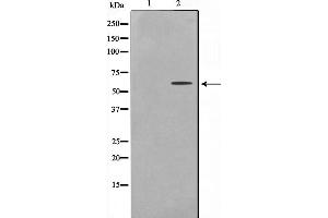 Western blot analysis on HepG2 cell lysate using UBXD5 Antibody,The lane on the left is treated with the antigen-specific peptide. (UBXN11 anticorps  (Internal Region))