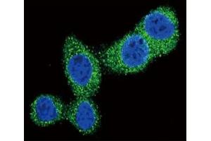 Confocal immunofluorescent analysis of Puma antibody with HeLa cells followed by Alexa Fluor 488-conjugated goat anti-rabbit lgG (green).