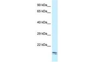 Image no. 1 for anti-SEC11 Homolog C (SEC11C) (AA 107-156) antibody (ABIN6747529) (SEC11C anticorps  (AA 107-156))