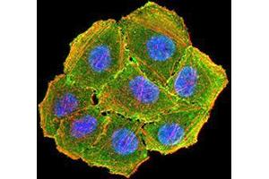 Immunofluorescence analysis of Hela cells using CCND1 mouse mAb (green).