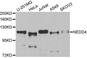 Western blot analysis of extracts of various cell lines, using NEDD4 antibody. (NEDD4 anticorps)