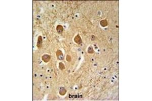 SD9L Antibody (C-term) (ABIN651359 and ABIN2840201) IHC analysis in formalin fixed and paraffin embedded human brain tissue followed by peroxidase conjugation of the secondary antibody and DAB staining. (SAMD9L anticorps  (C-Term))
