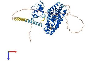 AlphaFold protein structure predicition of Mouse Recombinant Rorb Protein, UniprotID Q8R1B8