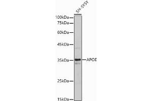 Western blot analysis of extracts of SH-SY5Y cells, using APOE antibody (ABIN6133561, ABIN6137017, ABIN6137019 and ABIN6213793) at 1:500 dilution. (APOE anticorps  (AA 200-300))
