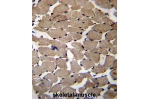 MGAT4C Antibody (C-term) immunohistochemistry analysis in formalin fixed and paraffin embedded human skeletal muscle followed by peroxidase conjugation of the secondary antibody and DAB staining.