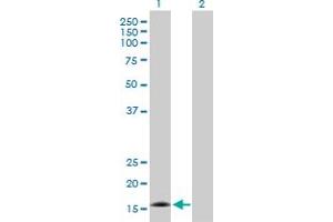 Western Blot analysis of CDK2AP2 expression in transfected 293T cell line by CDK2AP2 MaxPab polyclonal antibody.